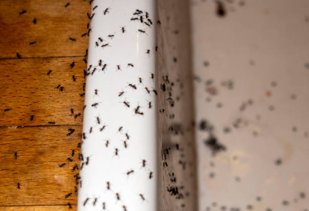 Best Pest Prevention Services  in Kings Mills, OH